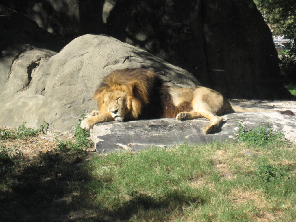 Places to go with kids: lion sleeping peacefully at Houston Zoo.