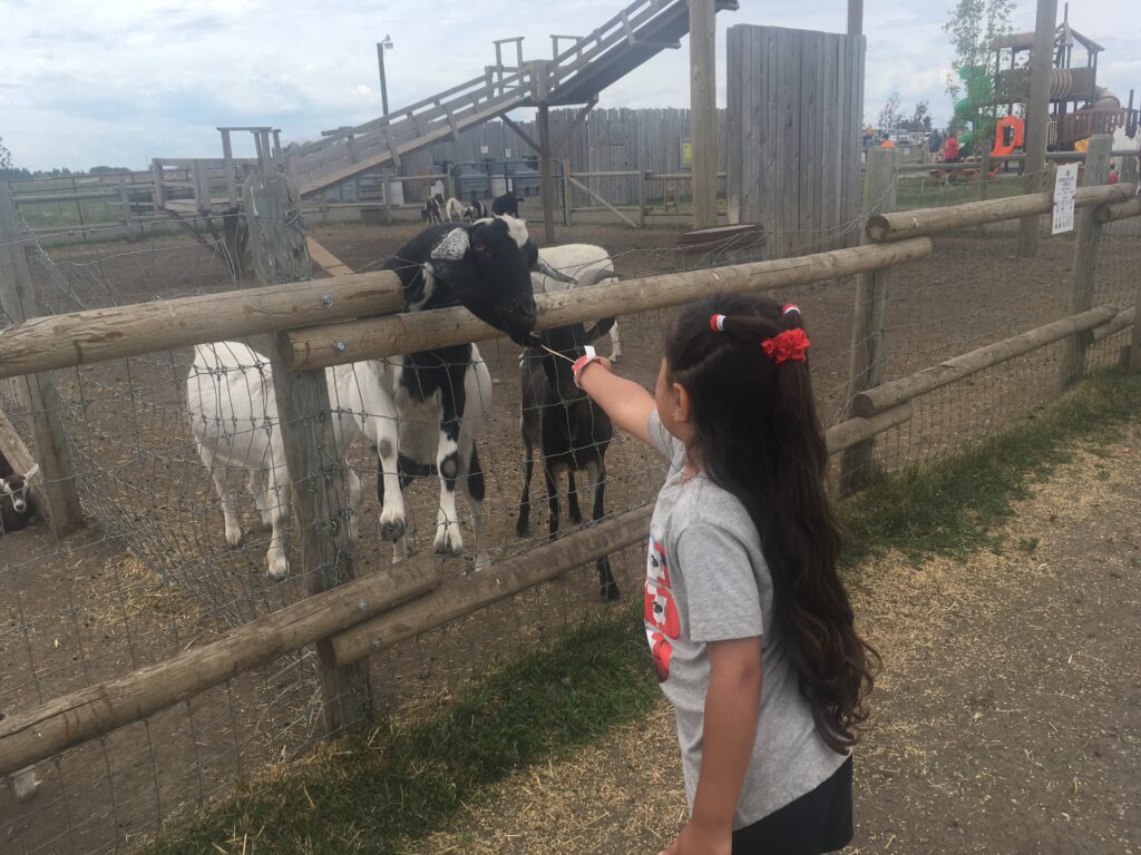 Girl feeding goat at Calgary Farmyard.