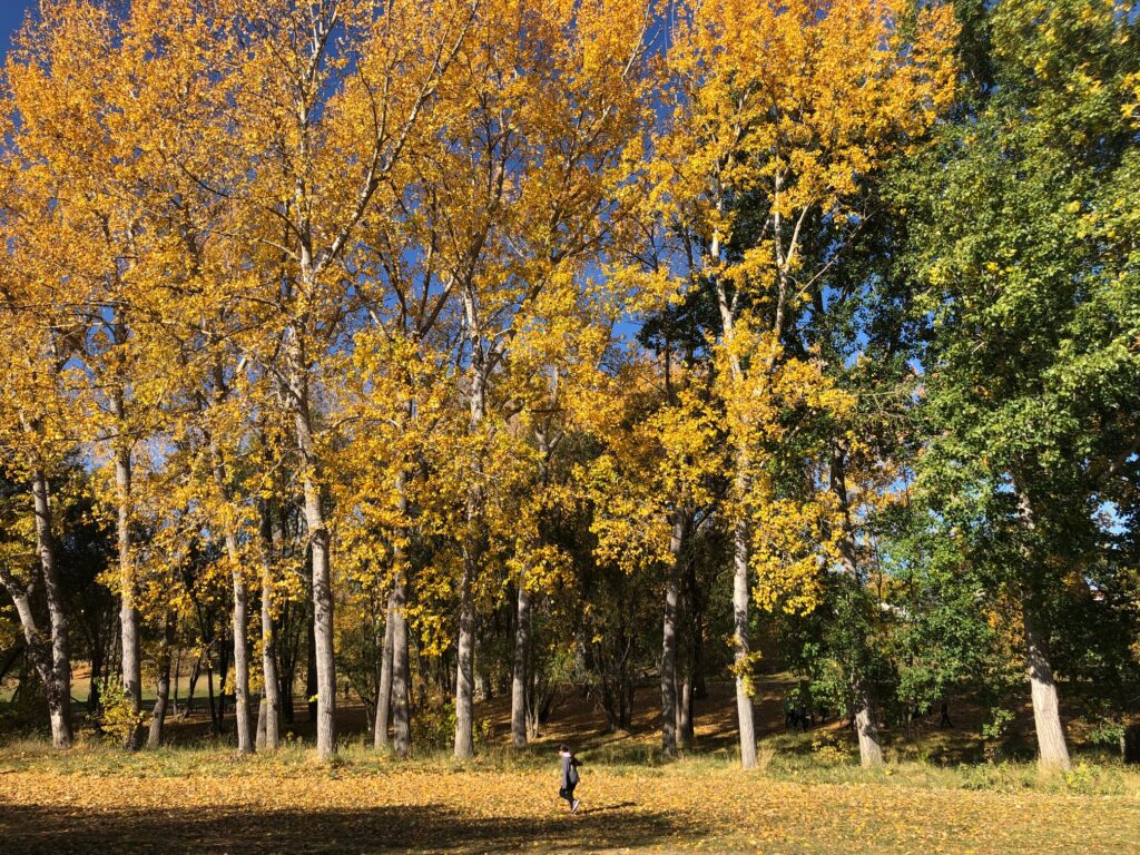 Girl jumping in leaves in Confederation Park in Calgary.