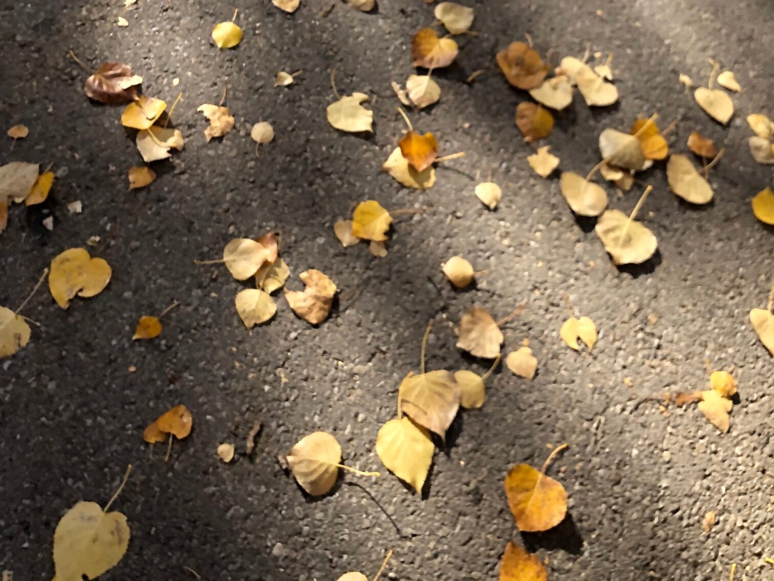 Autumn leaves on a cement walkway.