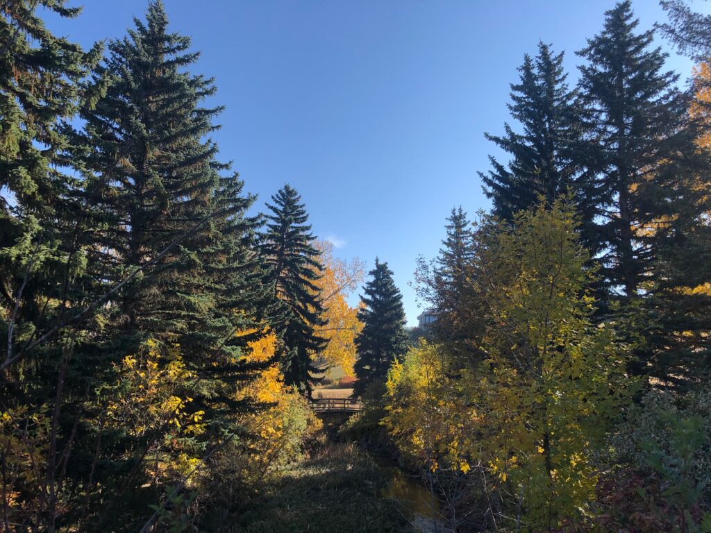 Fall colors in forest at Confederation Park in Calgary.