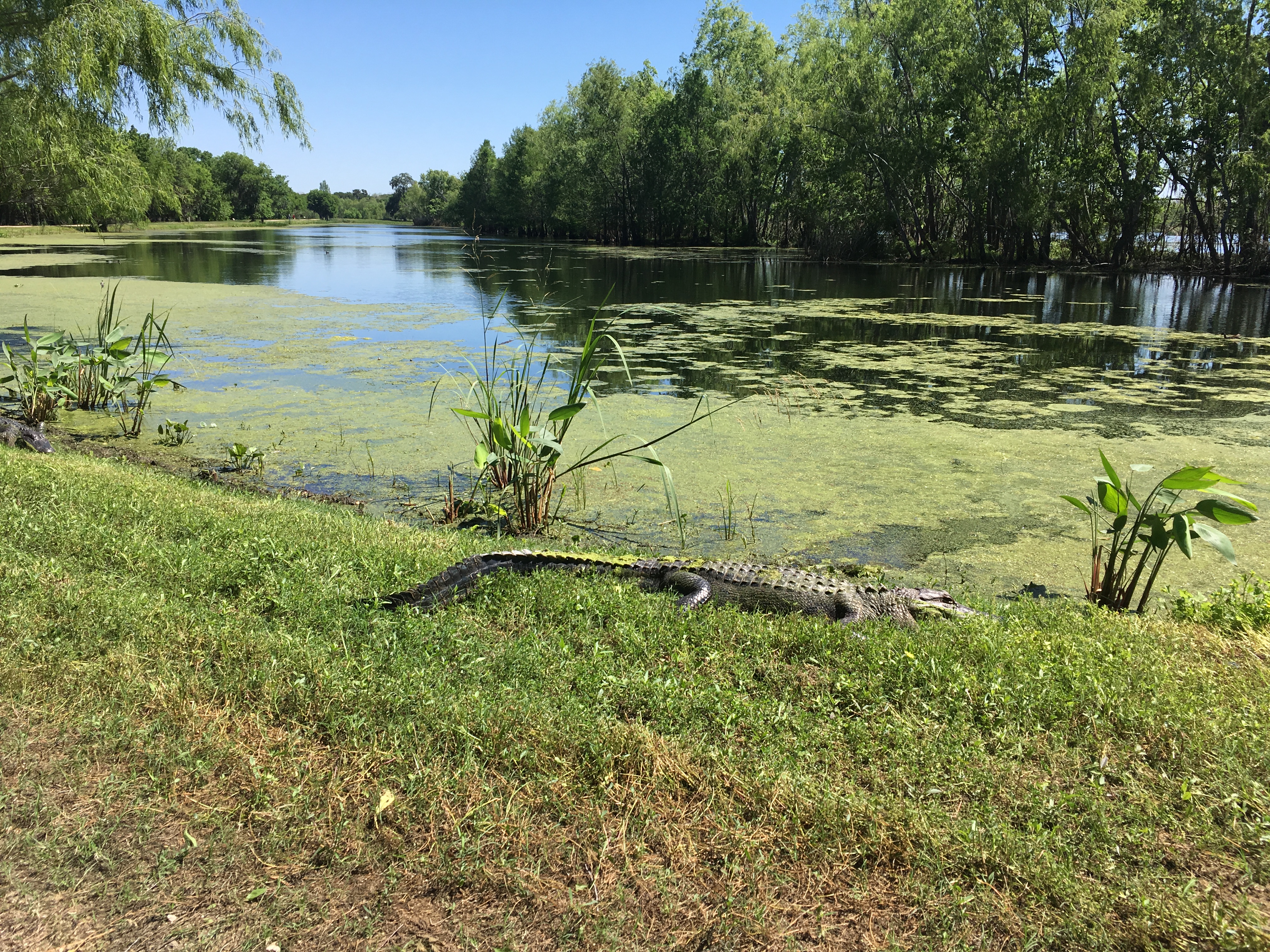 Places to go with kids: alligator sunning itself at Brazos Bend State Park.