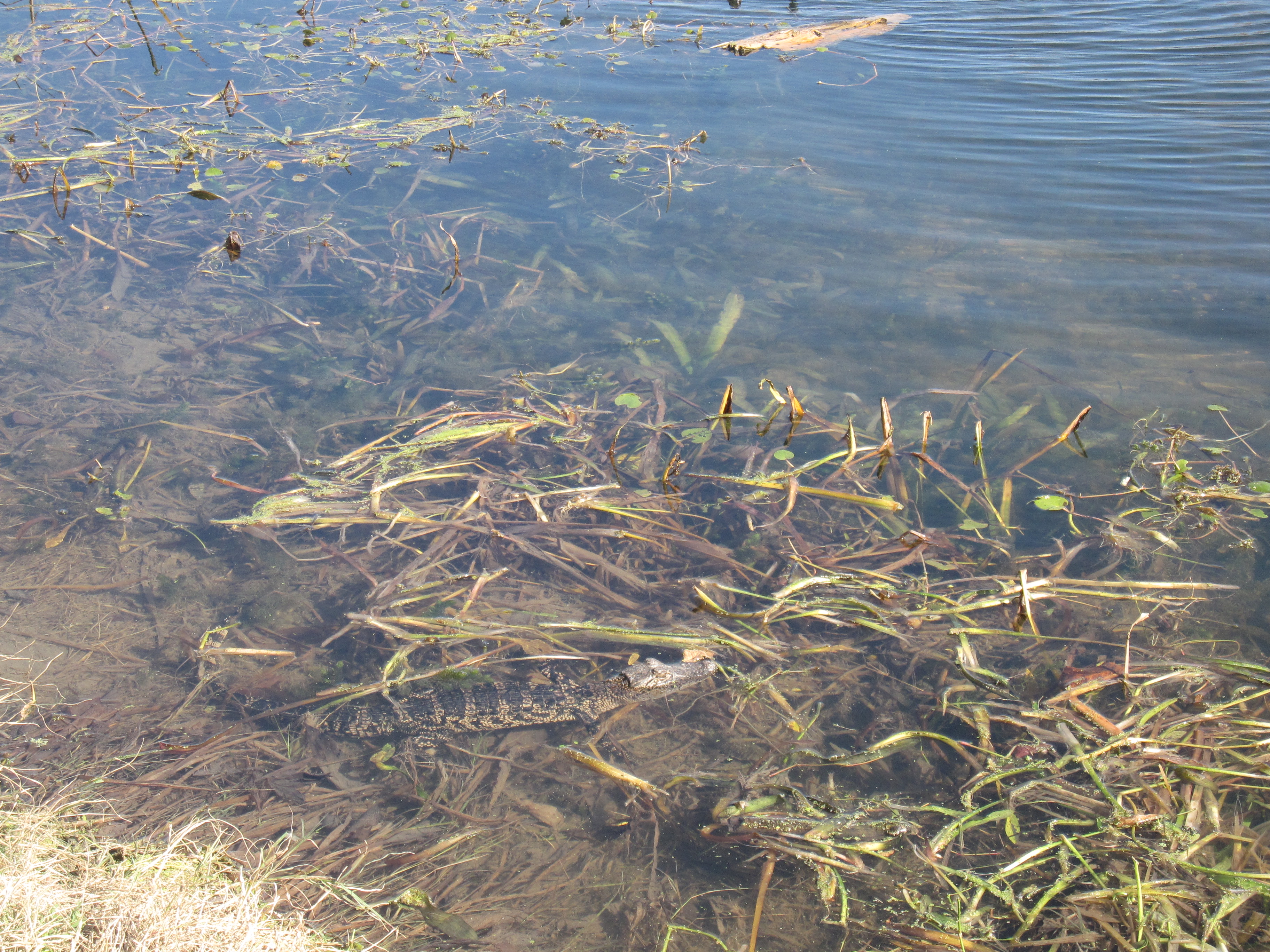 Baby alligator at Brazos Bend State Park.