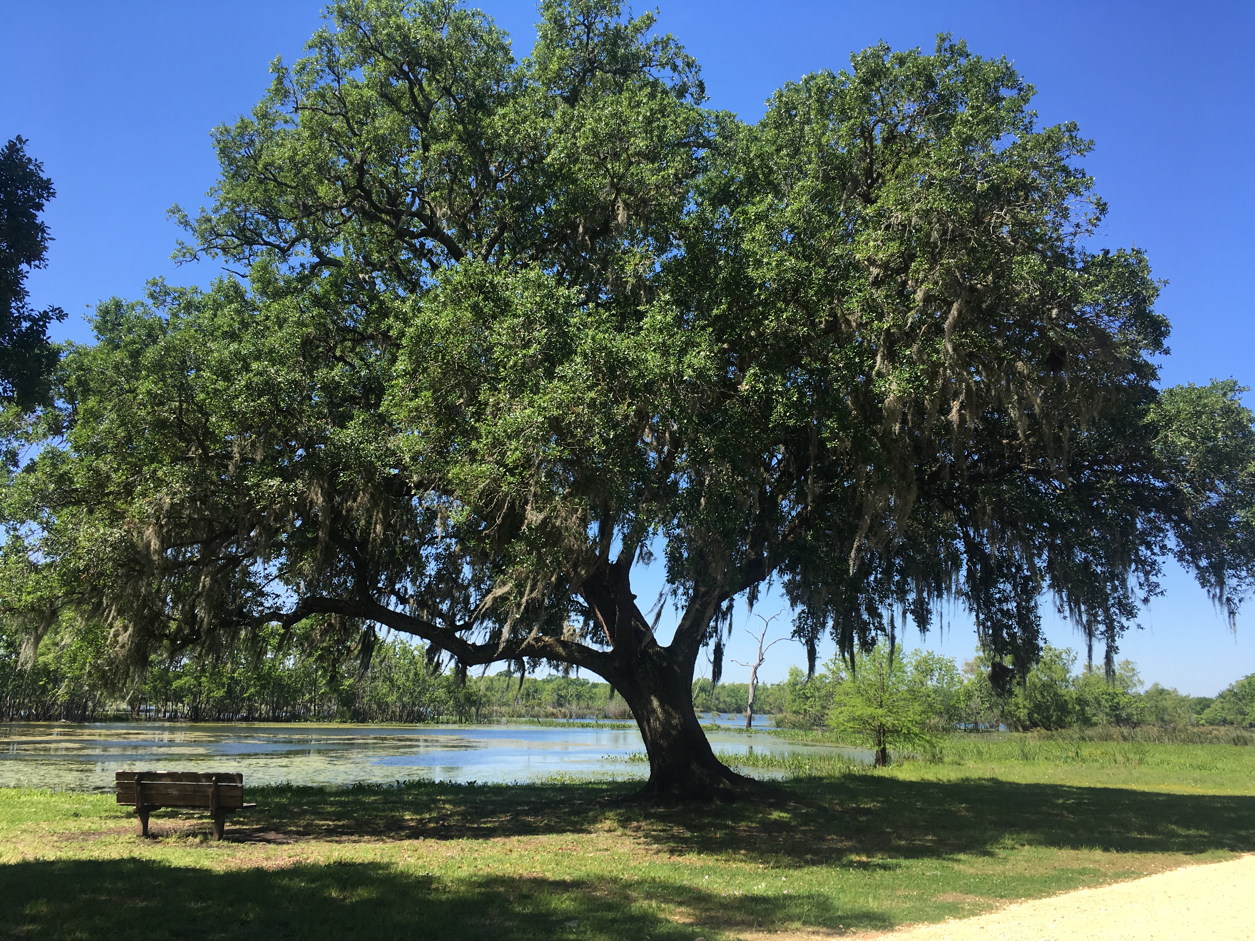 Places to go with kids: large tree at Elm Lake in Brazos Bend State Park.