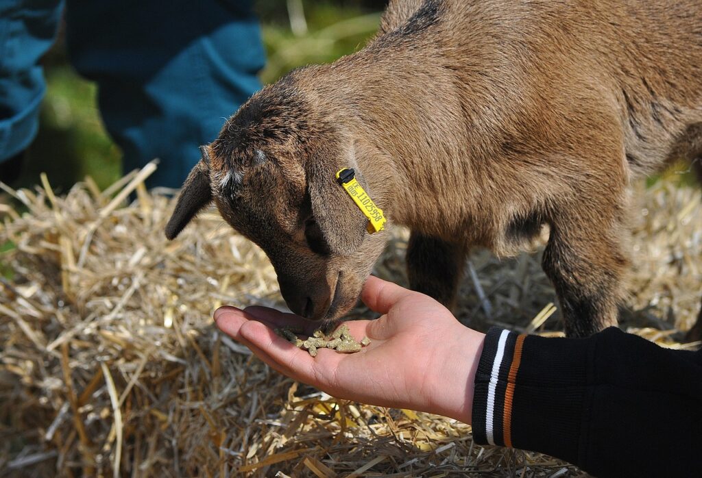 Stock image of goat kid at petting zoo.