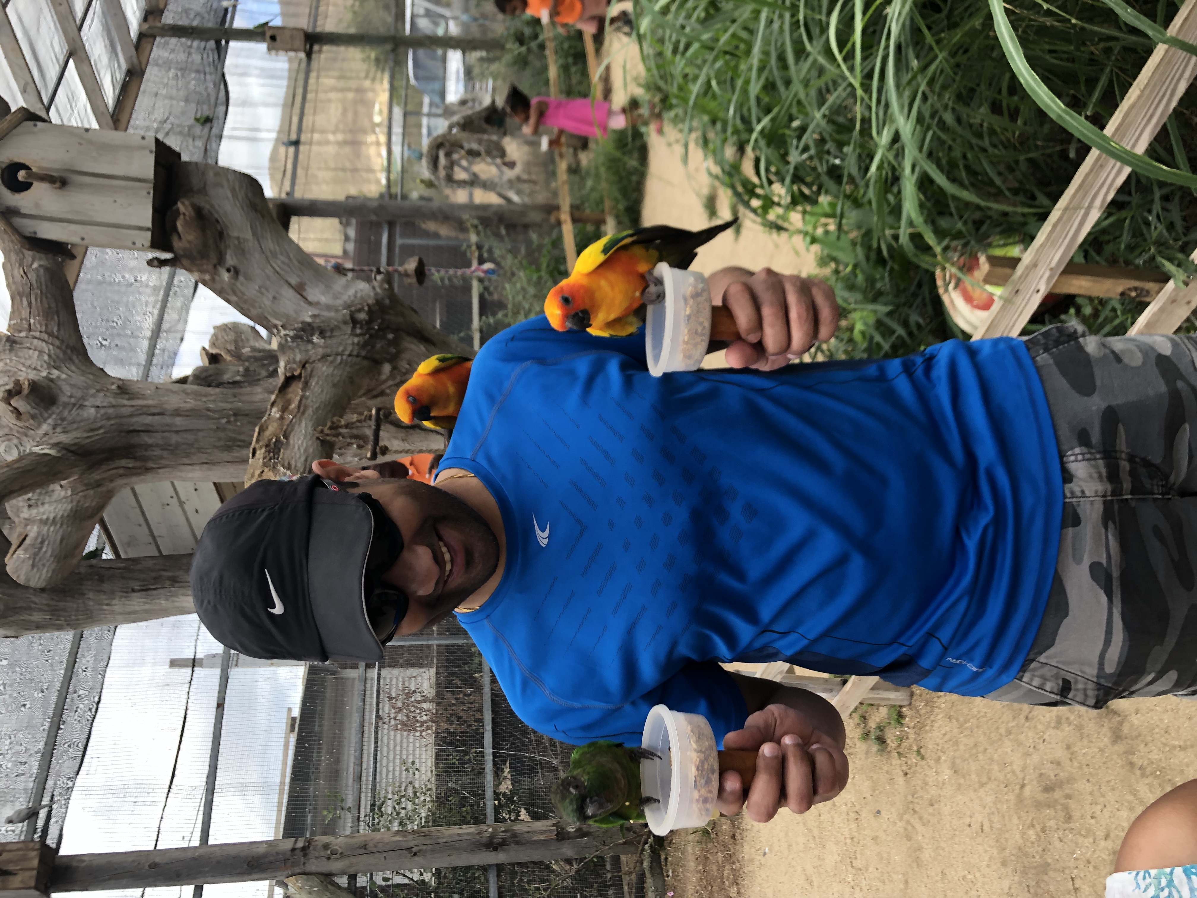 Man with multiple birds on shoulder and feeding from cups.