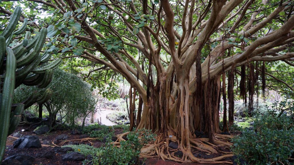 A gigantic tree in the middle of a tropical forest.