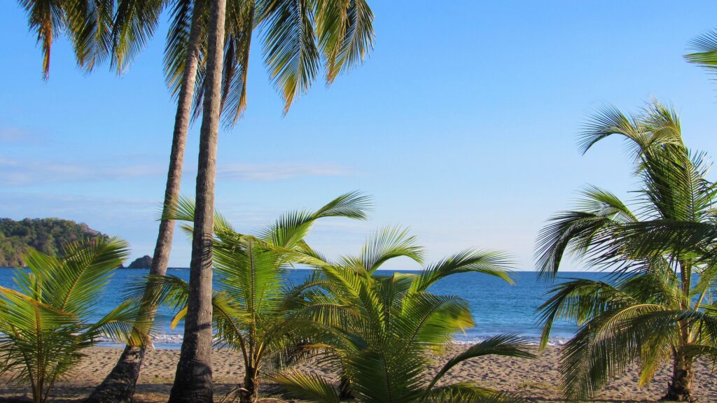 Palm trees on the beach overlooking the ocean in Costa Rica.