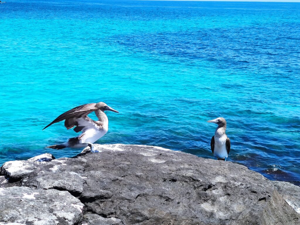 Two birds on a rocky outcrop next to blue ocean water.