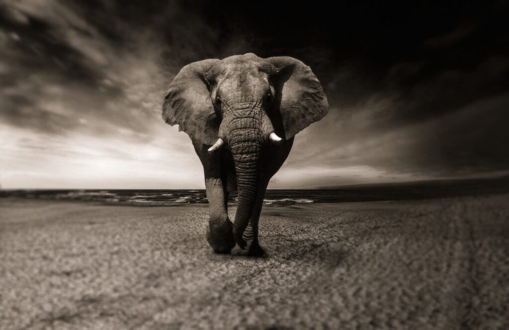 Black and white image of a large elephant walking towards viewer.