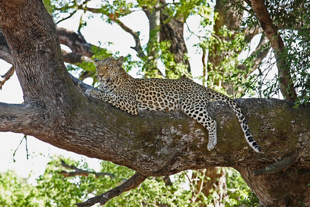 Cheetah lounging on tree branch in Africa.