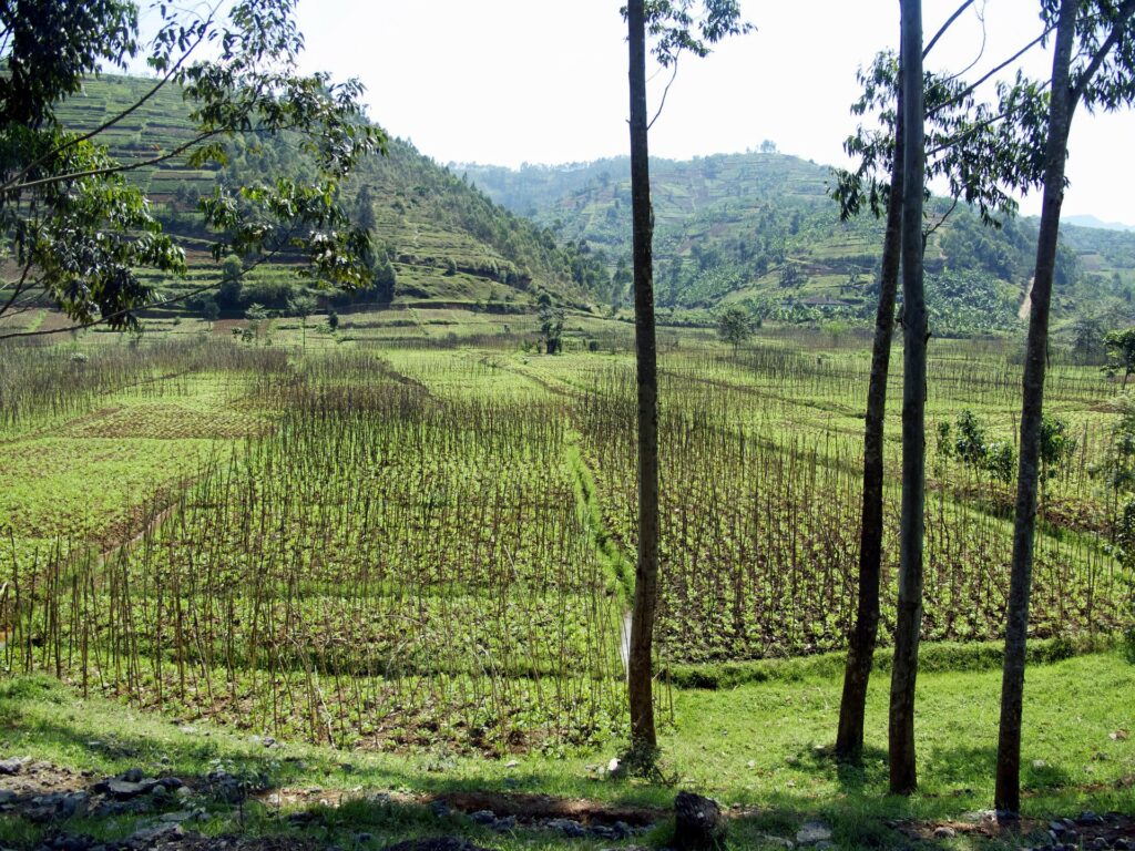 Green countryside including hills and fields in Rwanda.