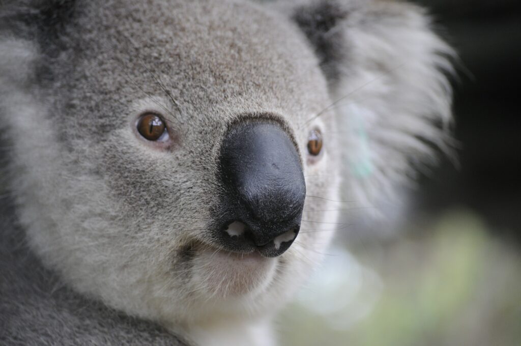 Close up of koala bear face.