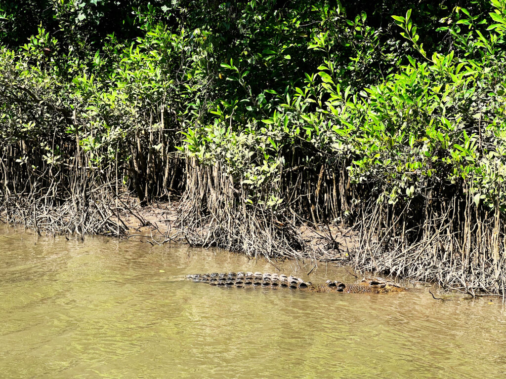 Crocodile floating in murky Daintree River.