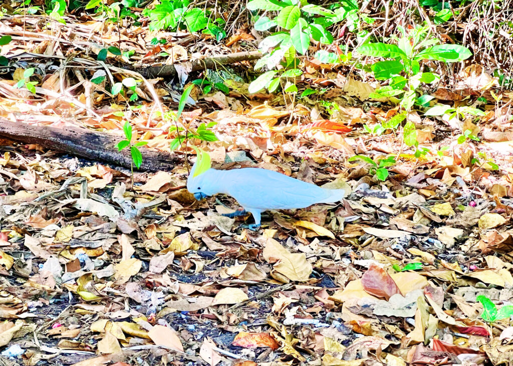 White cockatoo with yellow head feathers poking around leafy forest floor.