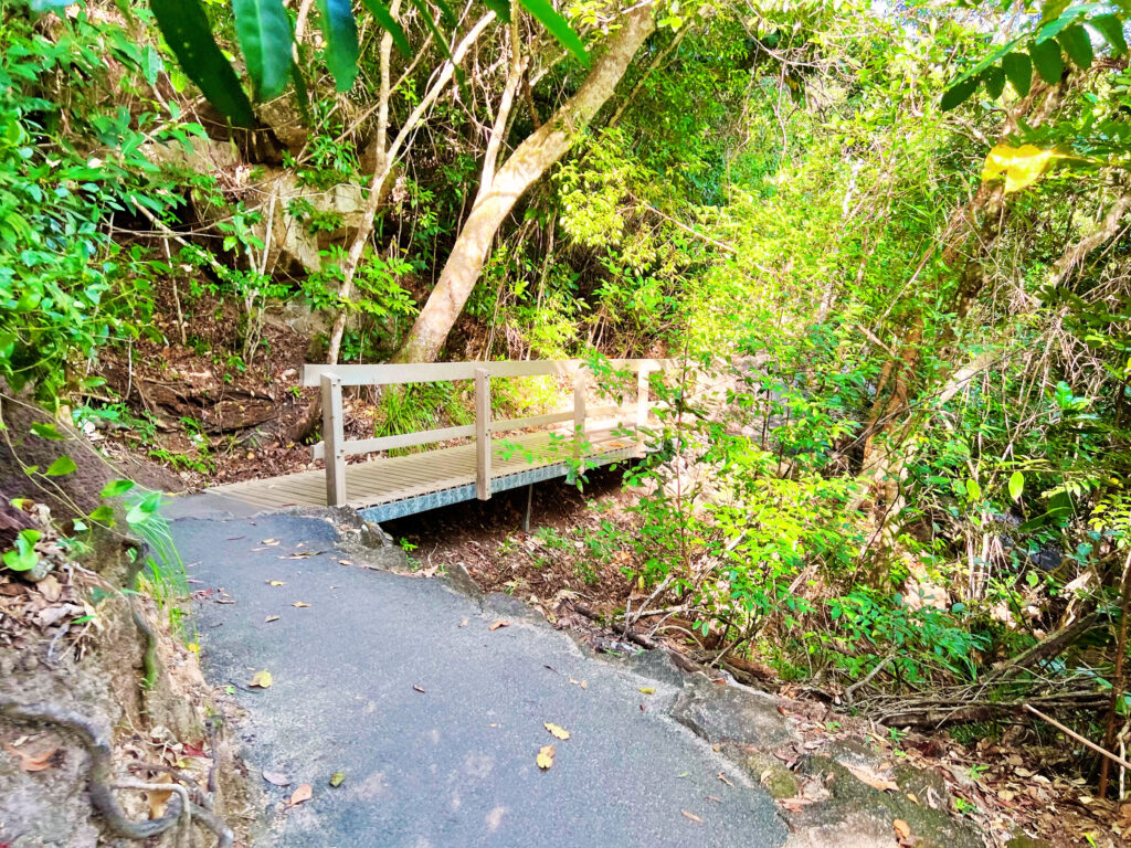 Wooden bridge connecting path through rainforest.