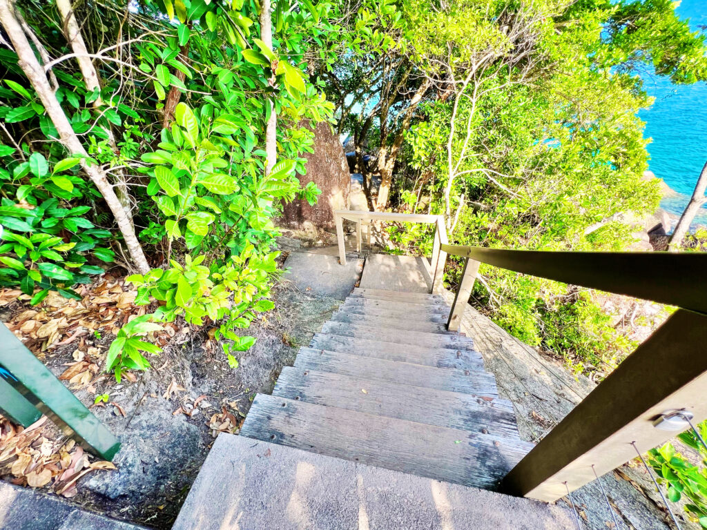 Steps leading down rainforest path.