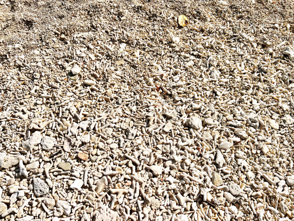 Sand mixed with pieces of white coral in all sorts of shapes.