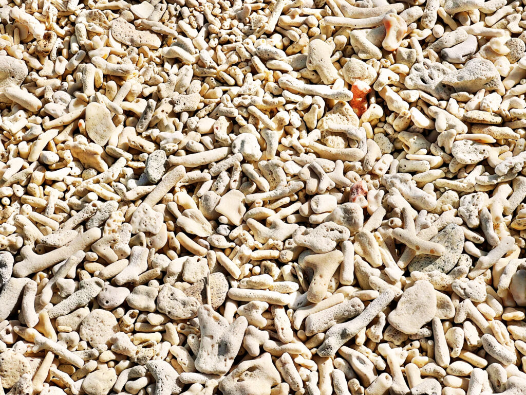 White coral on beach in copious amounts.