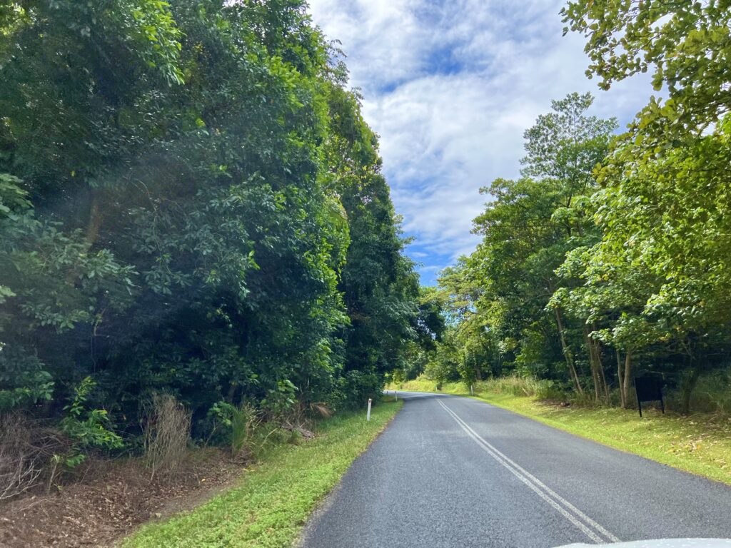 Empty paved road between trees that you will follow if in you have two days in the Daintree Rainforest.