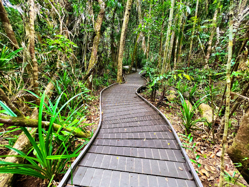 Elevated boardwalk cutting through rainforest.