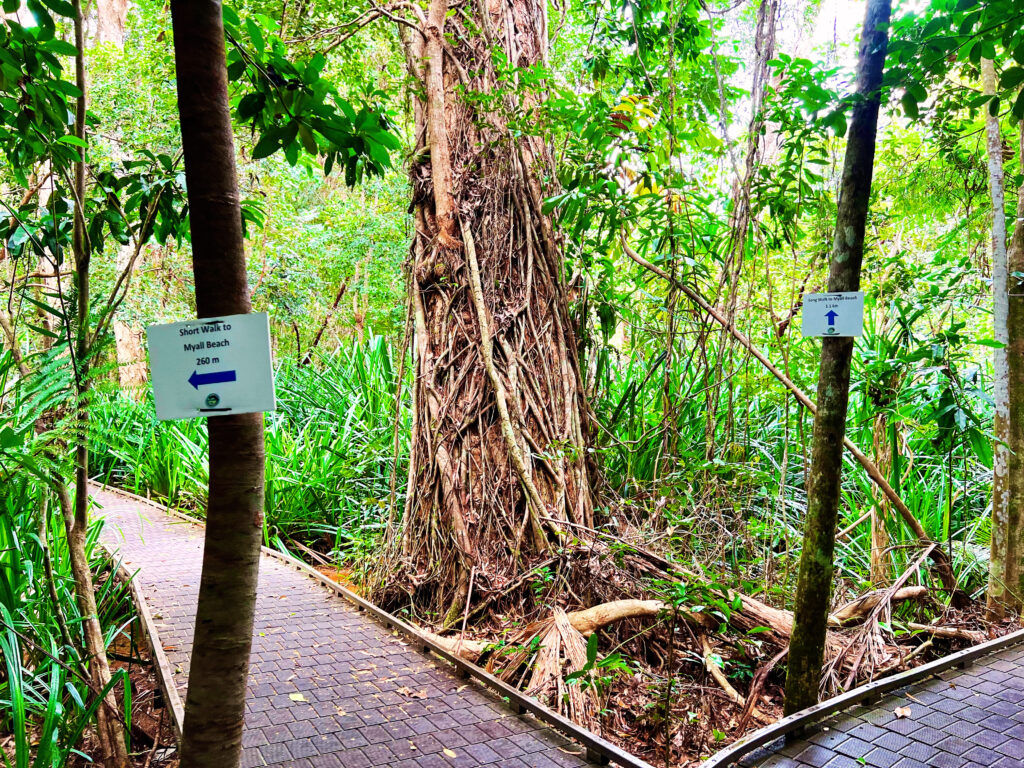 Signs attached to trees indicating which direction to walk on rainforest boardwalk.