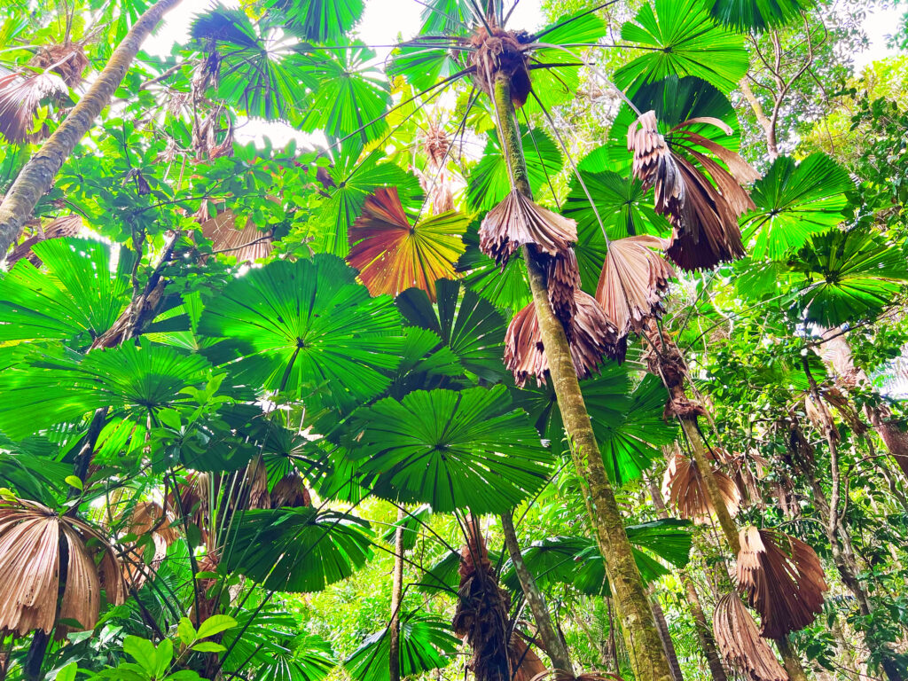 Group of fan palms in rainforest.