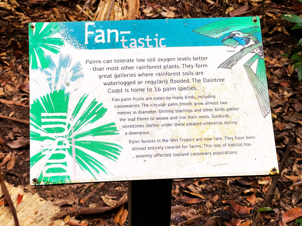 Info board about fan palm trees on display on rainforest boardwalk.