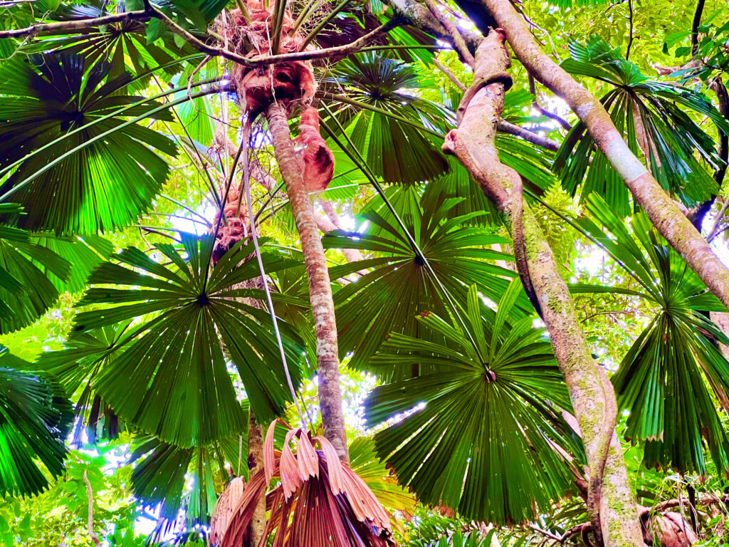 Upclose shot of fan palms in rainforest.