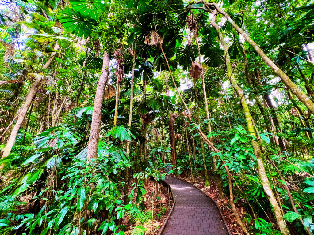 Elevated boardwalk cutting through rainforest.