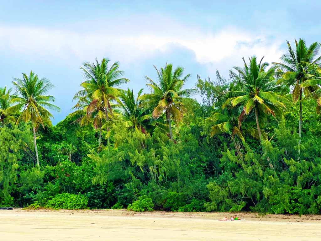 Dense palm trees and rainforest at back of beach.