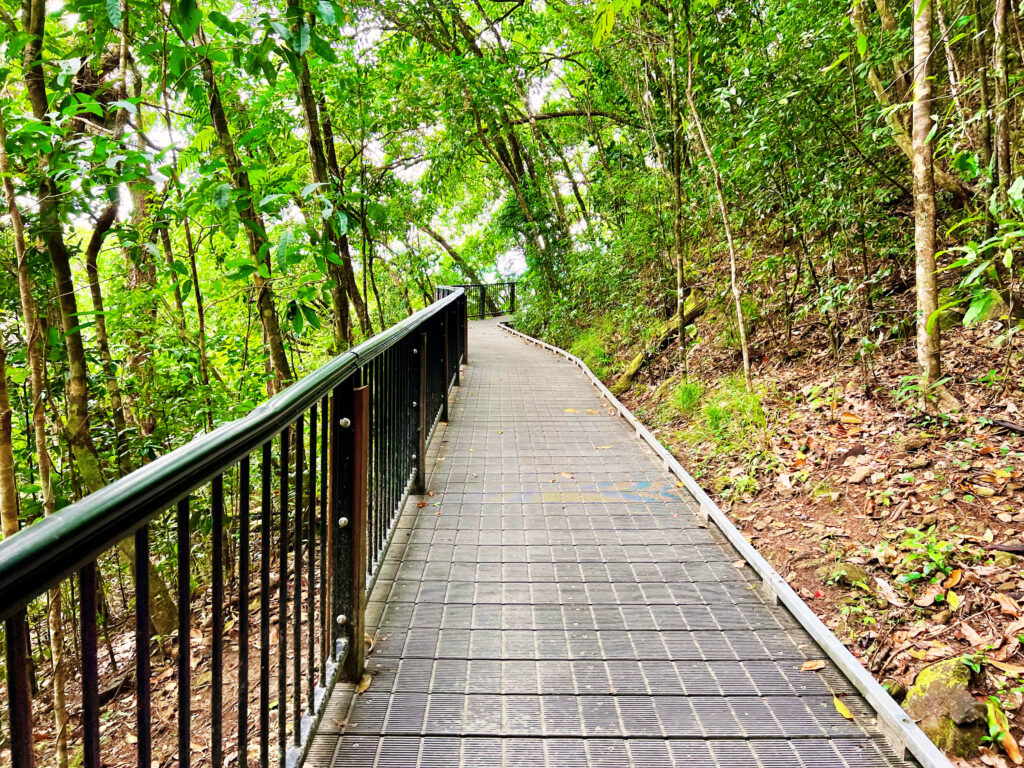 Pathway winding through green rainforest. 