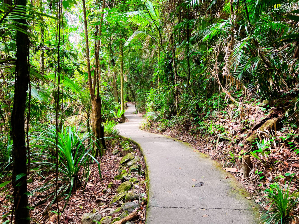 Paved path snaking through dense green rainforest.