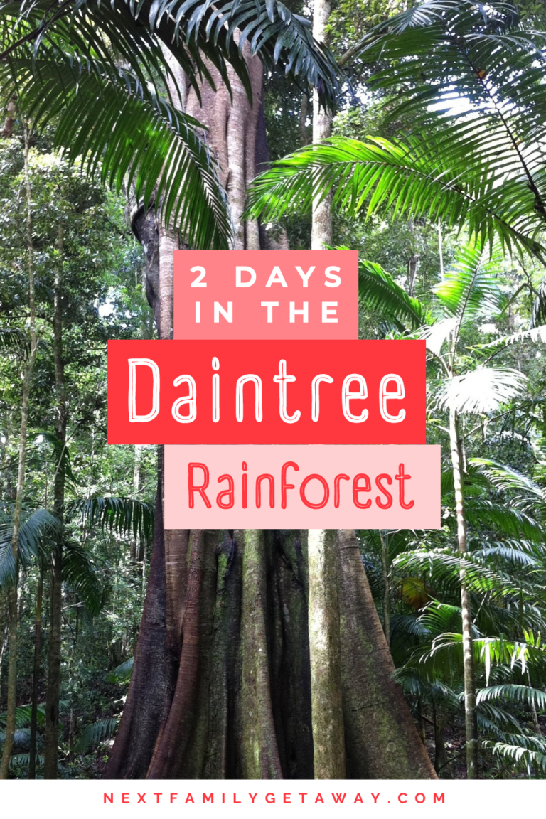 Giant palm trees in a rainforest with text overlay 2 Days in the Daintree Rainforest.