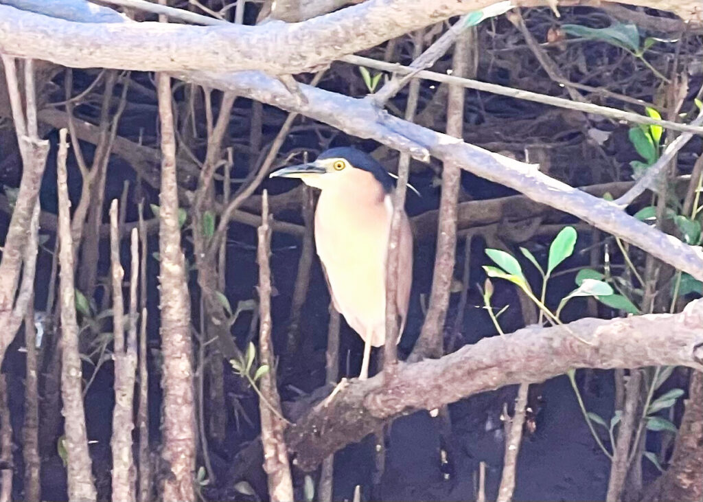 Kingfisher bird sitting on branch in mangroves.