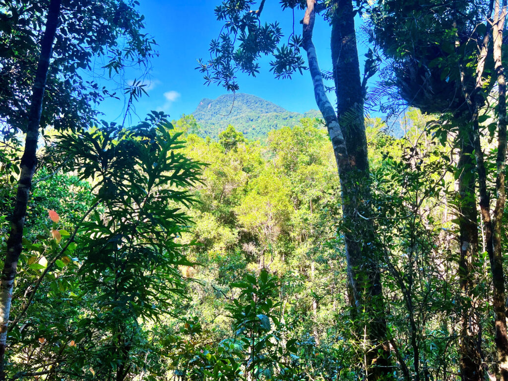 Looking up through trees towards the top of green Mount Demi.