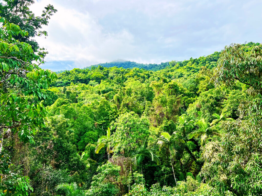 Green jungle view you will see on two days in the daintree rainforest.