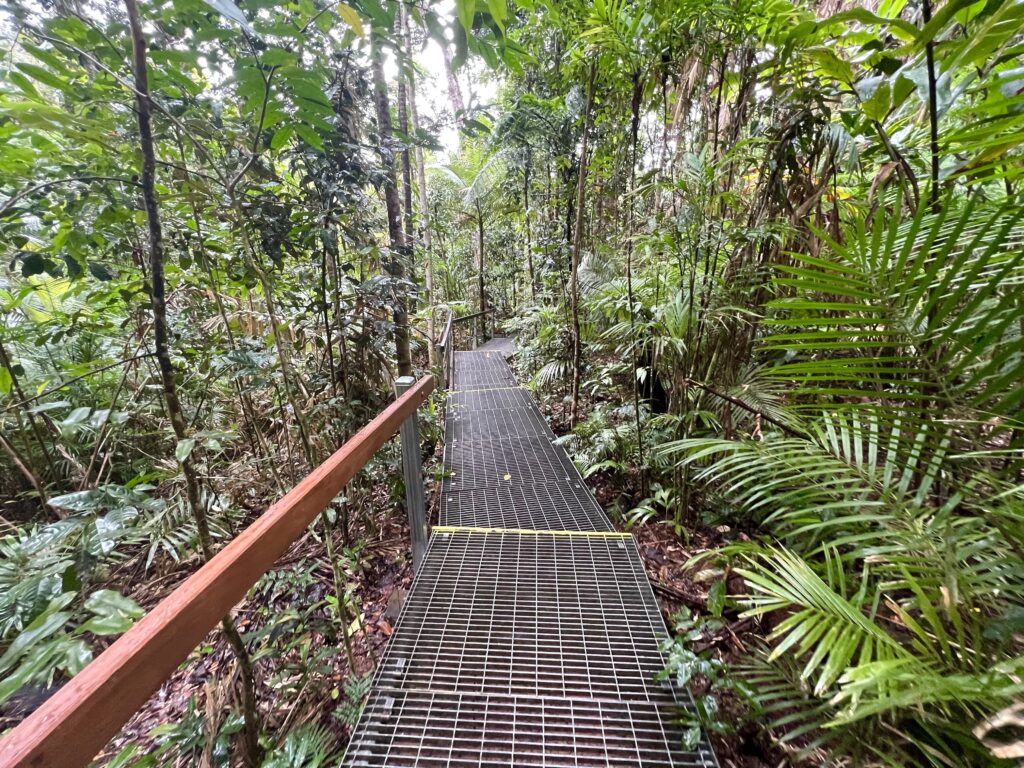 Elevated metal boardwalk snaking through green rainforest.