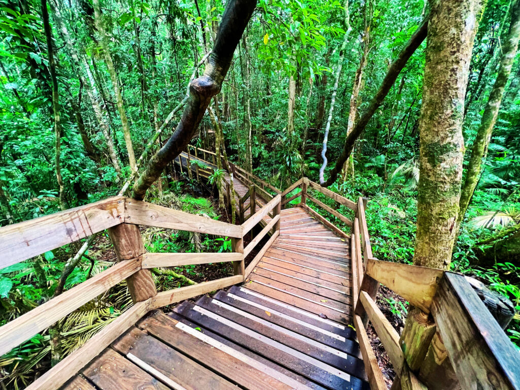 Wooden stairs descending into the rainforest.