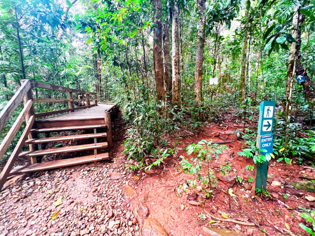 An elevated boardwalk leading into the rainforest.