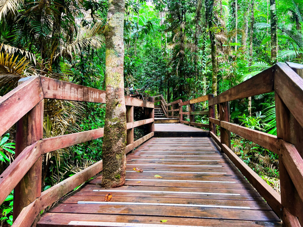 Wooden stairs ascending into the rainforest.