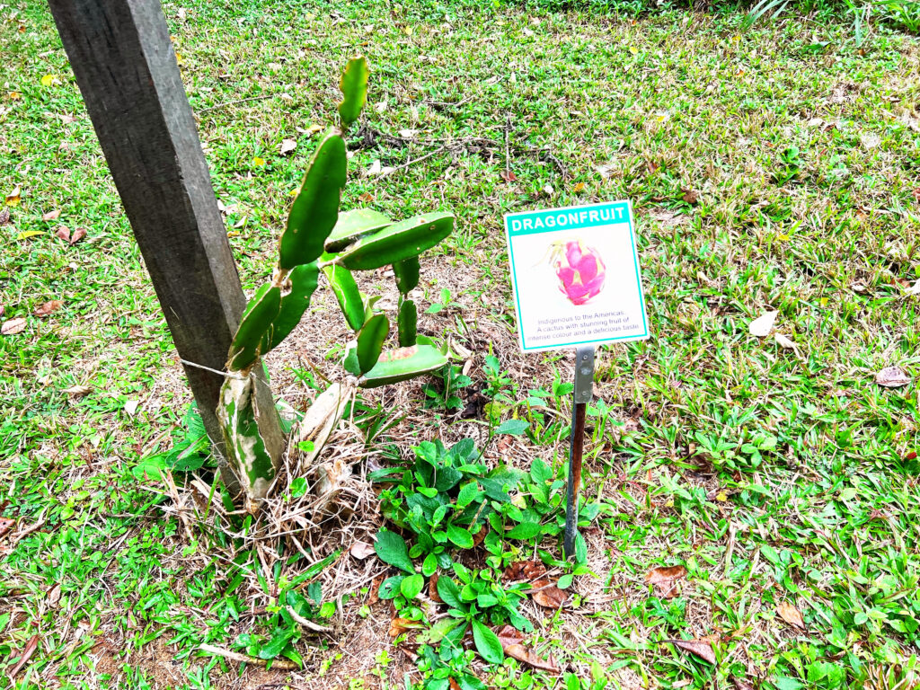 A small dragon fruit tree in a fruit orchard.