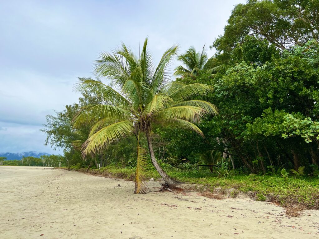 Palm tree on beach with rainforest background.