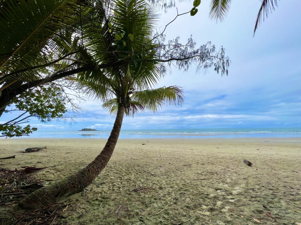 Beach with curved palm tree on left and ocean in distance.