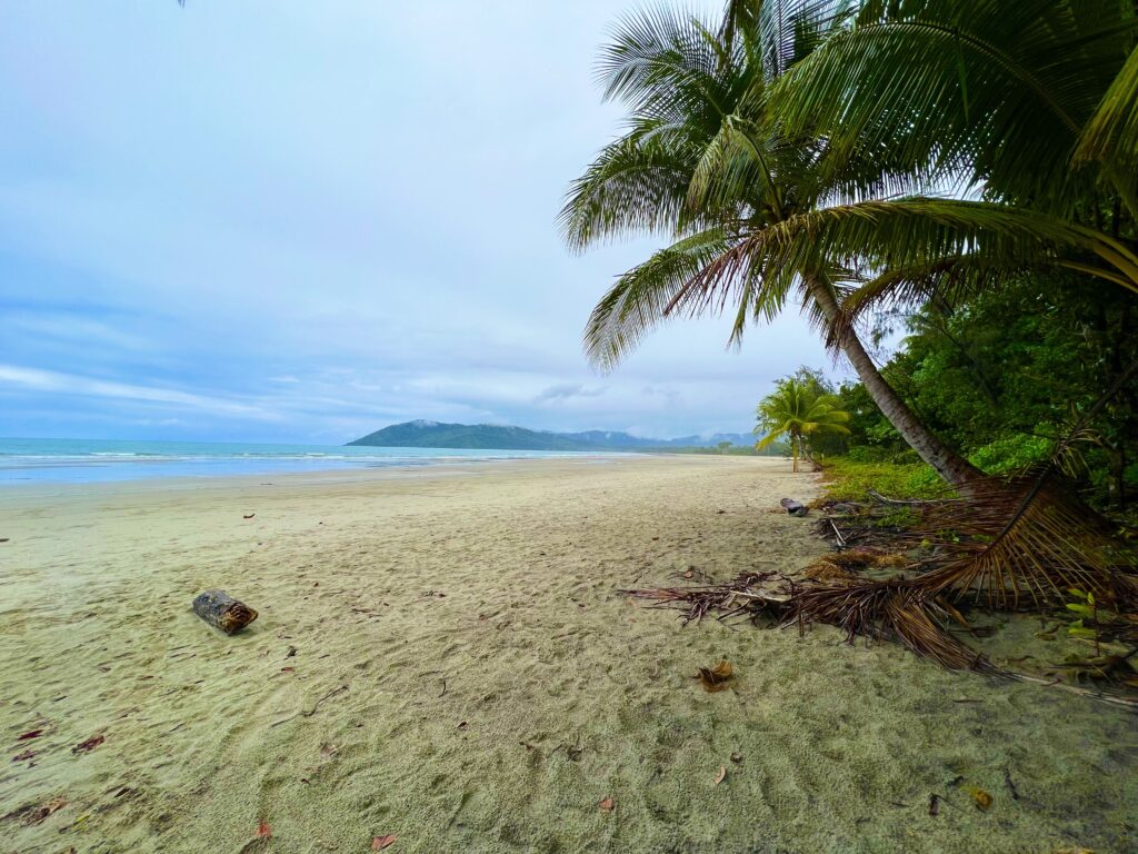 Beach with ocean on left and palm trees on right.