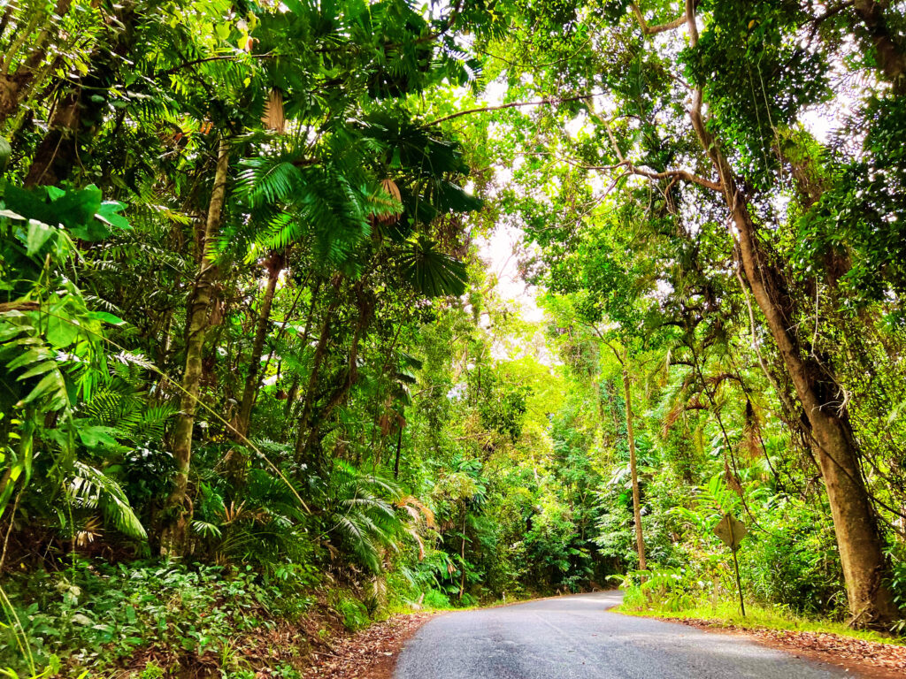 Narrow road cutting through dense rainforest.