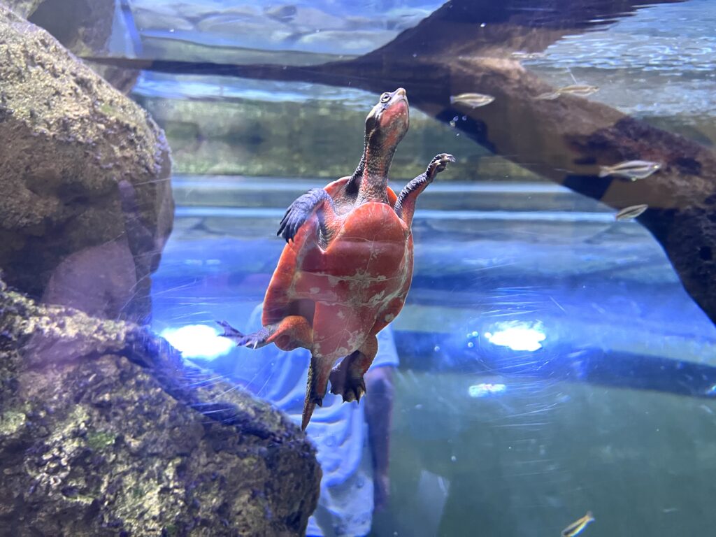 Turtle with red underbelly swimming upwards inside of a large aquarium.