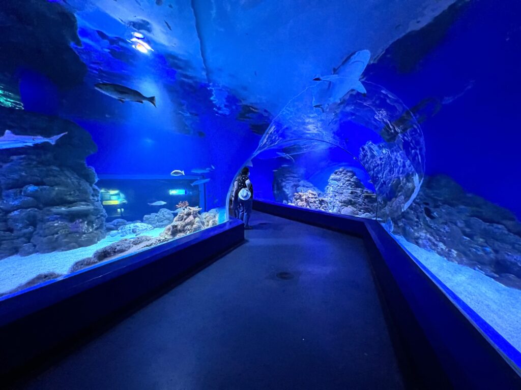 Tunnel through the Cairn's Aquarium lit in blue light, a stop on your 5 days in Tropical North Queensland trip.