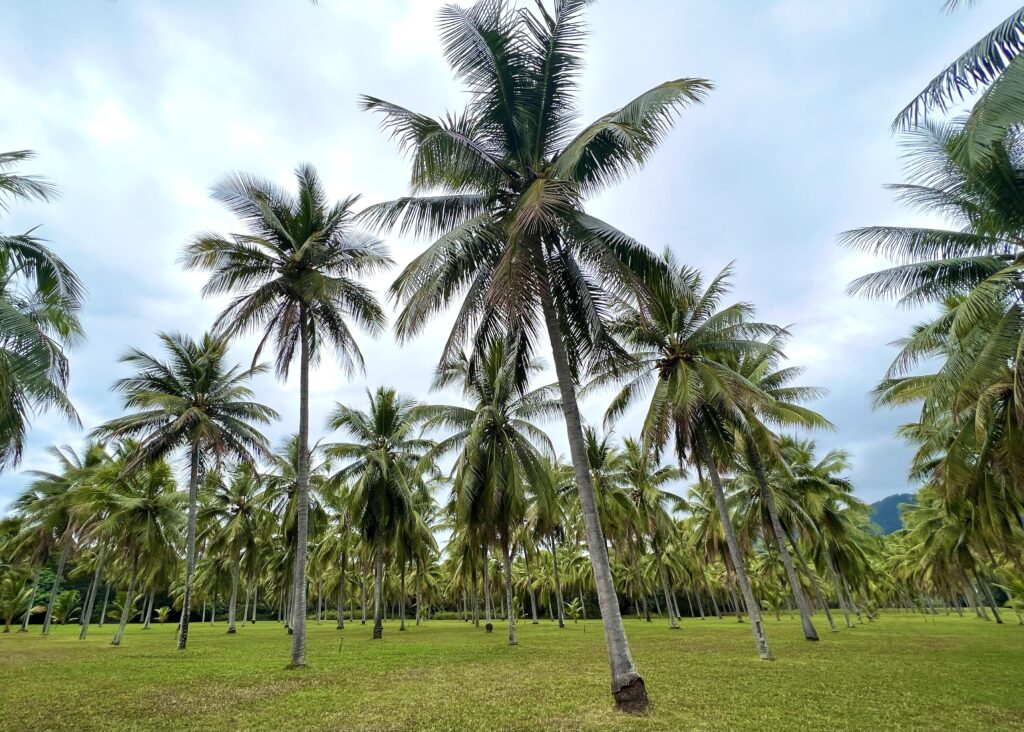 Palm tree grove beneath a cloudy sky.