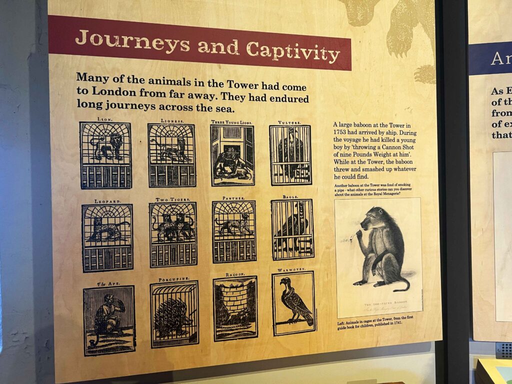 Placard explaining the animals that lived at the Tower of London.